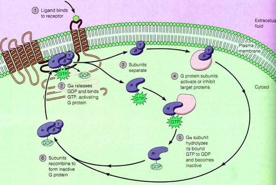 Cykl białek G Związanie liganda z receptorem zmiana konformacji receptora aktywacja podjednostki α białka G zmniejszenie powinowactwa do GDP połączenie z GTP podjednostka α odłącza się od kompleksu