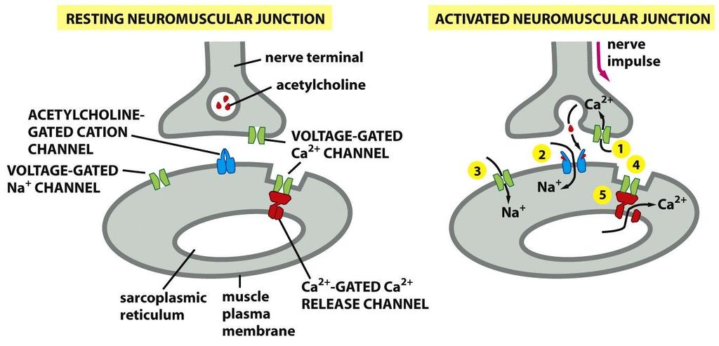 Molecular Biology of the Cell ( Garland Science 2008) RECEPTORY JONOTROPOWE W SYNAPSACH NERWOWO- MIEŚNIOWYCH Receptor nikotynowy: kanał