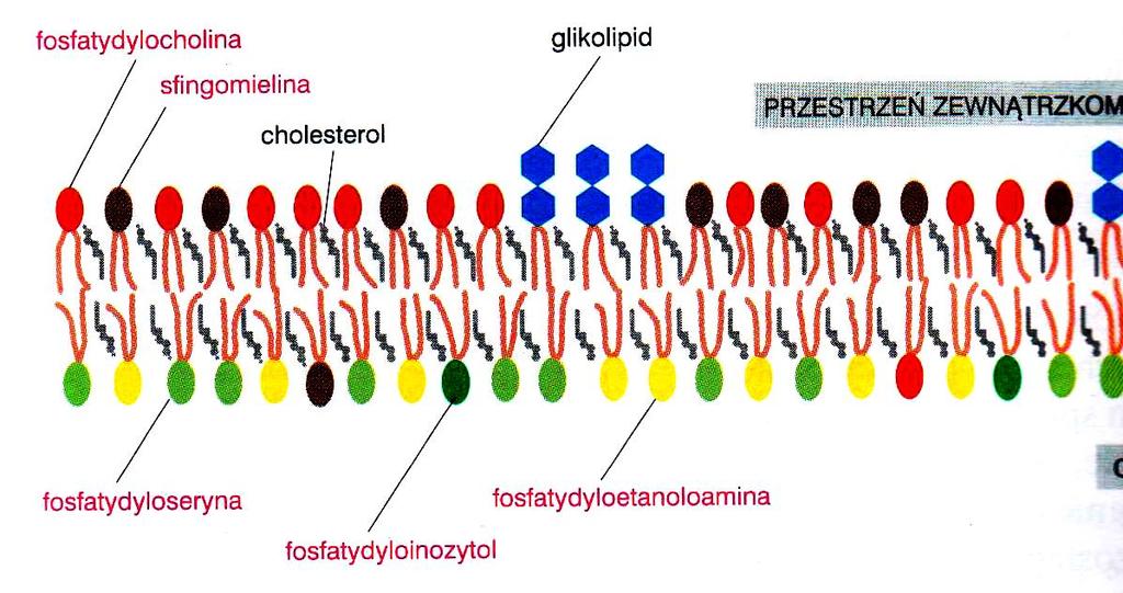 rozmieszczenie fosfolipidów 3.