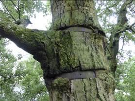 Fot. 11-12: Topola biała (Populus alba); stare zabiegi. 25.06.2017, Ogród Królewski sekcja Ku.