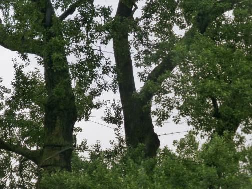 Widoczny jest posusz średni i drobny. Fot. 13: Topola biała(populus alba); stare zabezpieczenia korony. 25.06.