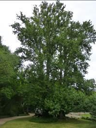 1. Topola carska (Populus xberolinensis`petrowskiana`) sekcja Ma Fot. 1: Topola carska (Populus xberolinensis `Petrowskiana`); sytuacja ogólna, pokrój drzewa. 25.06.