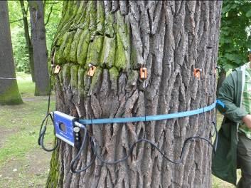 Fot. 28-30: Dąb szypułkowy(quercus robur); konstrukcja i stan pnia, widoczne zrakowacenie( Pseudomonans syringae). 25.06.2017, Ogród Królewski sekcja Bc.