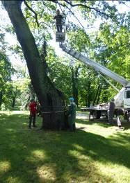 Fot. 34-36: Dąb szypułkowy(quercus robur); konstrukcja pnia, dziupla po wyłamanym pni u północnym. 25.06.2017, Ogród Królewski sekcja Md.