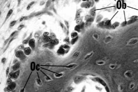 Komórki osteogenne: spłaszczone ubogie w organelle lokalizacja w dojrzałej kości: (nieliczne, spoczynkowe) w okostnej, w