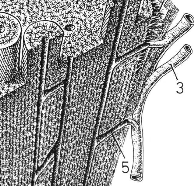 nerwowe (czasem) - komórki osteogenne - nieaktywne osteoblasty i