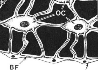 systemowe Okostna: tkanka łączna zbita zawiera naczynia krwionośne wchodzące do kości w warstwie wewnętrznej