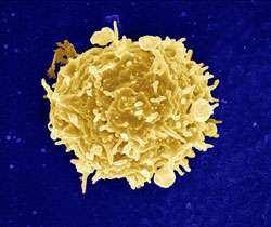 apoptozy limfocytów, które mają w swojej błonie komórkowej wbudowane to białko [28].