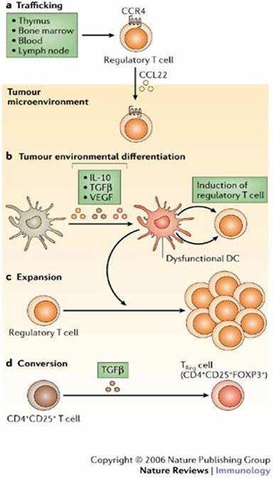 4.5 Wpływ guza na Treg. Badania przedstawione powyŝej, wykazały wysoki odsetek Treg w obrębie limfocytów wewnątrz guza (TIL). Jaką rolę odgrywają te komórki w mikrośrodowisku guza opisano wyŝej.