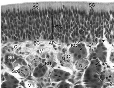 kubkowe dwubiegunowy neuron zmodyfikowany dendryt 10-20 nieruchomych migawek w błonie