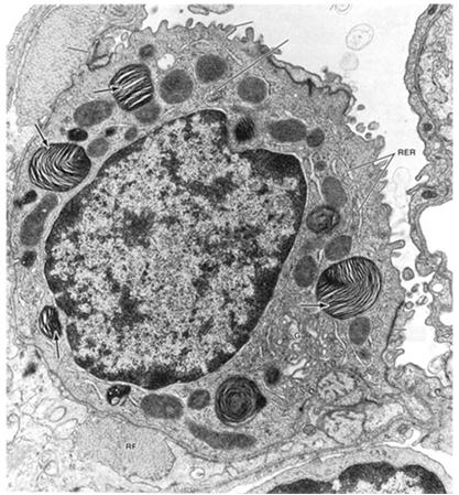 srebrochłonne miofibroblasty komórki tk.