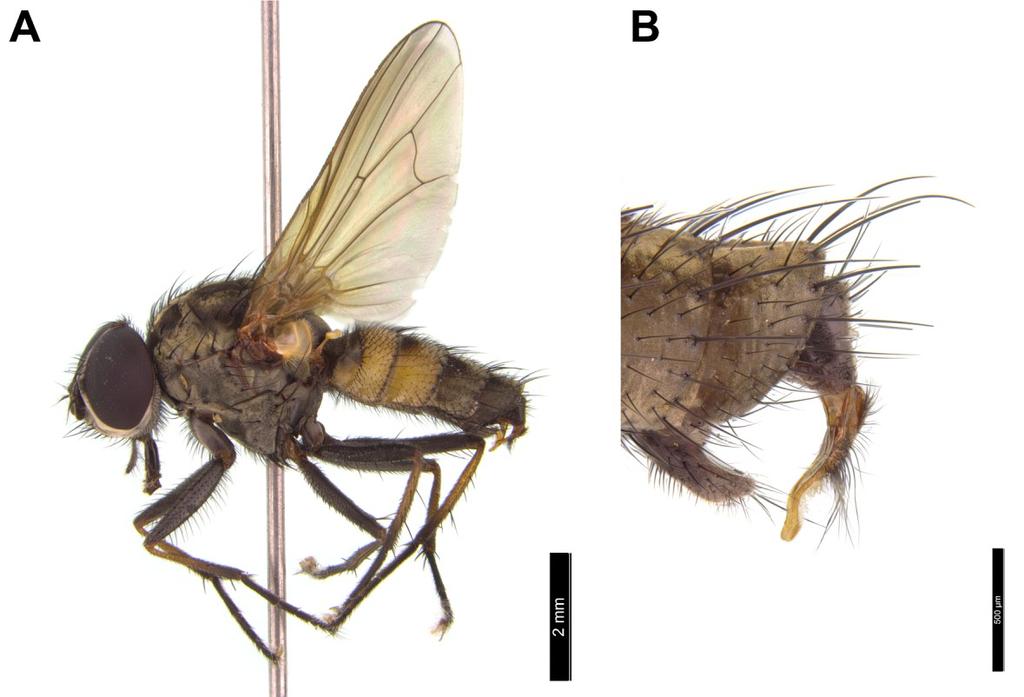 podmokłymi. Bobówki H. linogrisea zostały znalezione w glebie pod świerkami, na których żerowały larwy motyli (FERRAR 1987). Hydrophoria ruralis (MEIGEN, 1826) (Ryc.