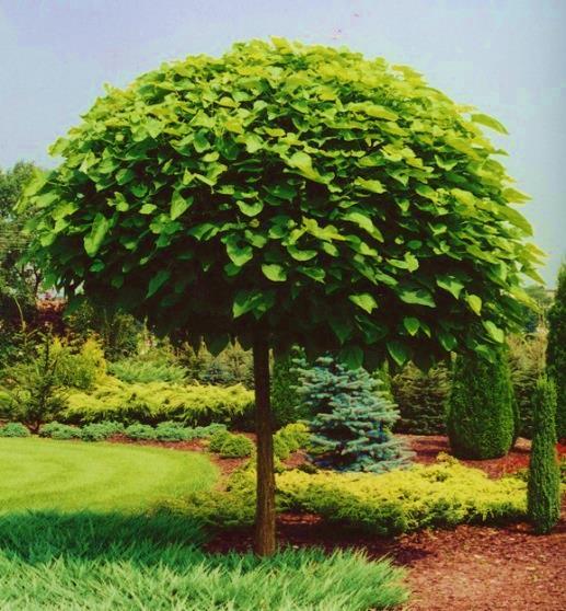 20 Catalpa bignonioides