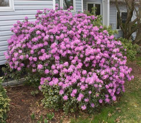 Rhododendron carolinianum 'P.J.