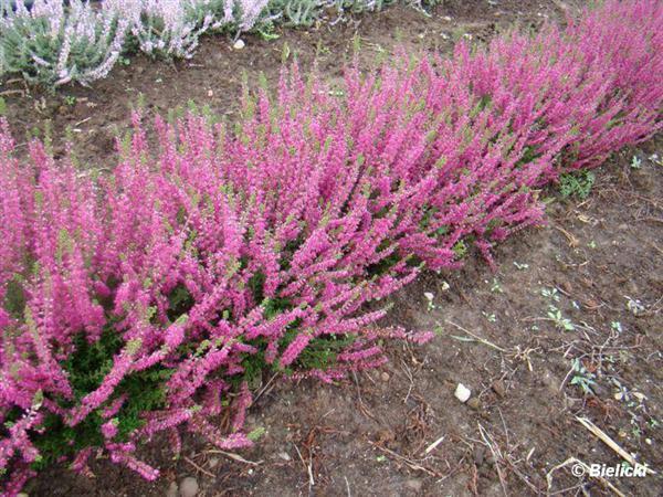 28a Calluna vulgaris Wrzos pospolity 190 'Allegro' 'Allegro' 28b Calluna vulgaris Wrzos pospolity 160 'Boskoop' 'Boskoop' 28c Calluna vulgaris Wrzos pospolity 90 'Con Brio' 'Con