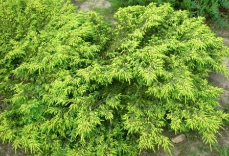 3 Juniperus communis 'Depressa