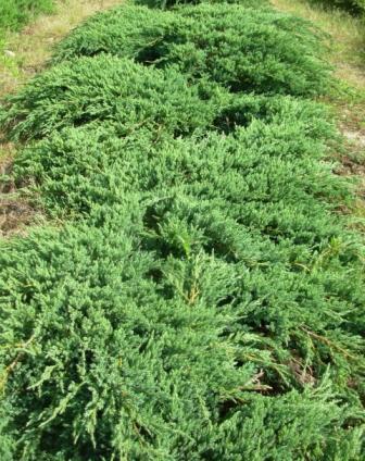 skalny 'Blue Arrow' 6 6 Juniperus