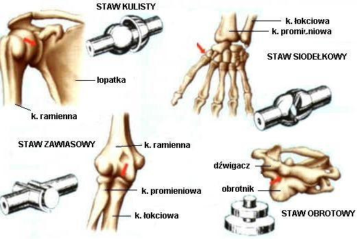 Biomechanika Podstawowe pojęcia Biomechaniki Stawy w układzie ruchu człowieka tworzą