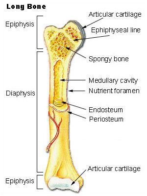 Wstęp Do czego taka Biomechanika może się przydać?