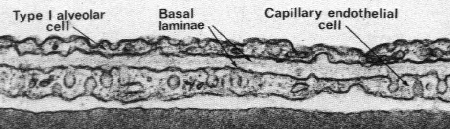 blaszki podstawne pneumocyta i kapilary cytoplazma komórki