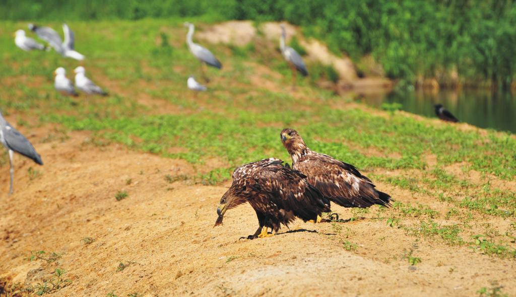 Fish-ponds are the most important foraging site for the White-tailed Eagle in the eastern part of Silesian Ornithological Region.