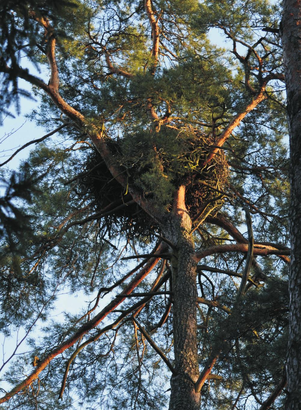 wirze wykryto kolejne gniazda. Następne stanowiska lęgowe w Borach Stobrawsko-Turawskich stwierdzono w pierwszej połowie lat 90. (Wyszyński 1995).