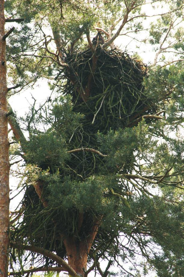 W Borach Niemodlińskich pierwsze gniazdo znaleziono w 1993 roku (Wyszyński 1995), jednak obserwacje terytorialnych ptaków sugerują, że do lęgów mogło dojść już w latach 80. (Mrugasiewicz 1991).