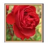Każdy kraj w Brytanii ma swojego własnego patrona i symbol kwiatu: Anglia - Św. Jerzy i Czerwona Róża ( St.