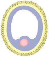 36 Część I Embriologia ogólna Oocyt pierwotny Komórki ziarniste Osłonka przejrzysta Komórki osłonki zewnętrznej Jamka (antrum) Komórki osłonki wewnętrznej A Pęcherzyk pierwotny B Pęcherzyk