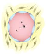 W miarę postępu cyklu jajnikowego wzrost stężenia FSH sprawia, że pęcherzyki wzrastające preantralne zaczynają się przekształcać w pęcherzyki wzrastające antralne [C].
