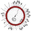zewnątrzzarodkowej jamy ciała Dzień 16 Gastrulacja: tworzenie listków zarodkowych Dzień 17 Epiblast tworzy listki zarodkowe Dzień 18 Trójblaszkowa
