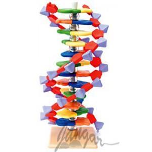 MODEL DNA PODSTAWOWY 250 PUNKTÓW Kod produktu: JAN1038 Czytelny, kolorowy model helisy DNA składający się z 12 par nukleotydów, czyli prezentujący czytelnie 1 skręt helisy.