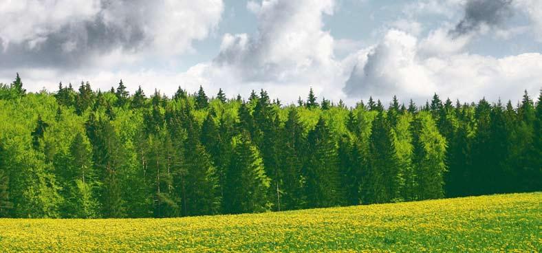 Przegląd produktów STEICOjoist ORAZ STEICOwall TO produkty naturalne Materiałem wyjściowym do produkcji naszych belek dwuteowych jest drewno.