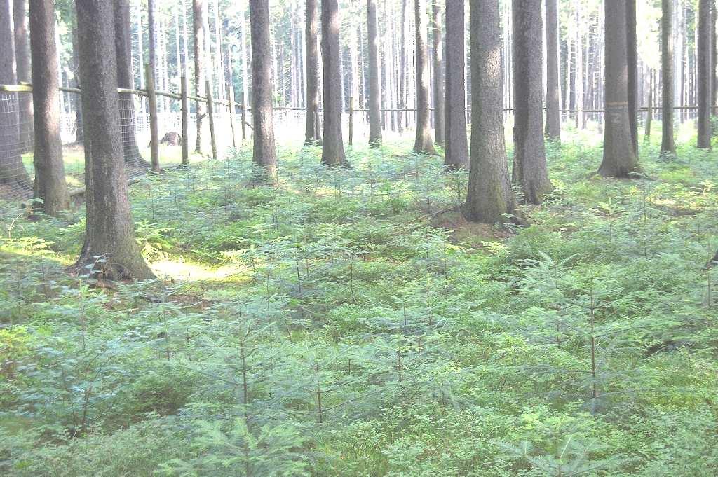 Skutki przewidywanych zmian Konieczne będzie budowanie trwałych ekosystemów leśnych. Planowanie składów gatunkowych oprze się na potencjalnej roślinności naturalnej.