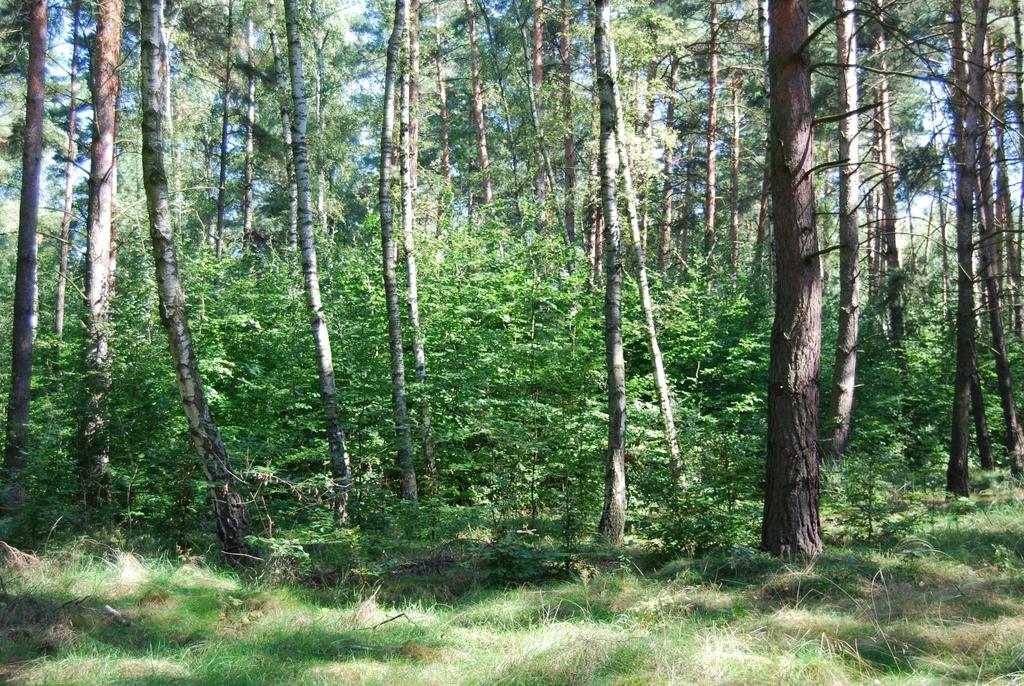 Skutki przewidywanych zmian Drzewostany niespełniające oczekiwań nadal będą podlegać przebudowie składów gatunkowych, budowy i struktury.