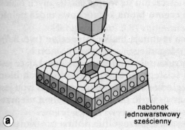 śródbłonek wyścielający naczynia krwionośne) zmysłowa (np.