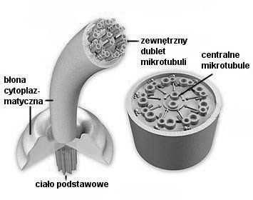 ciałko podstawne część wolna migawki