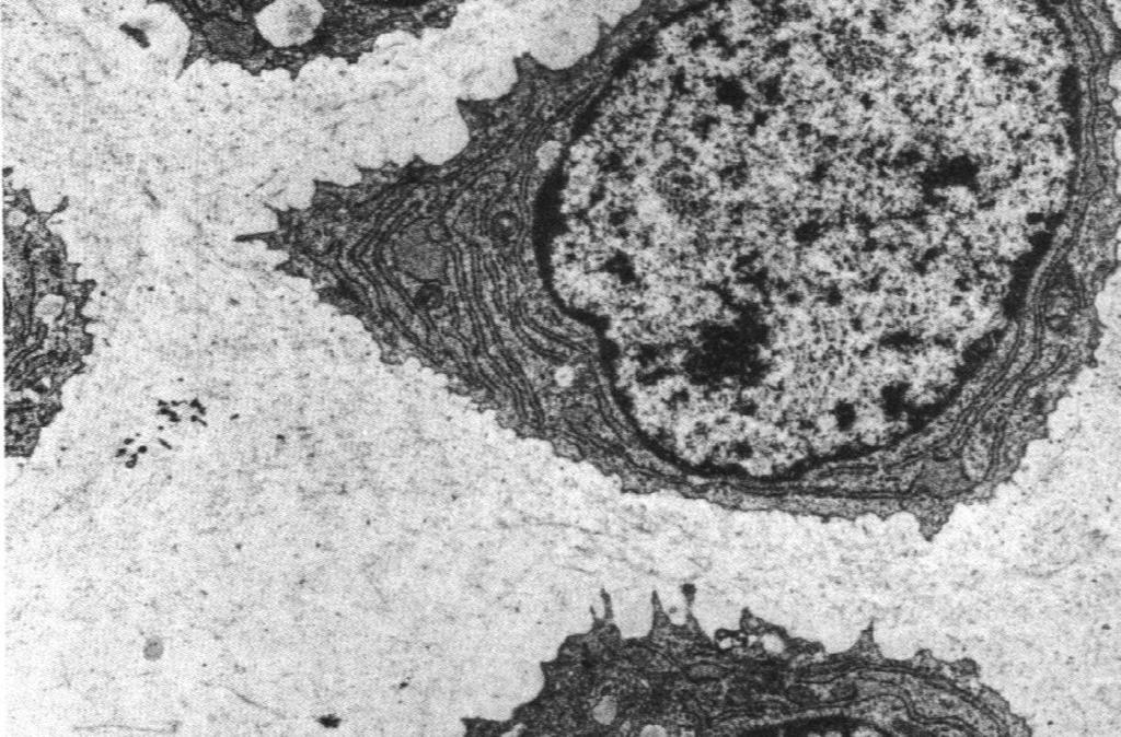 podstawowa: proteoglikany, glikoproteidy Naczynia krwionośne