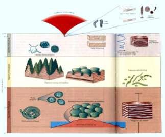 stromatolity Eon proterozoiczny