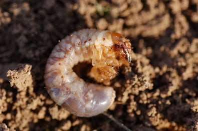 Zwalczanie szkodników glebowych przed założeniem plantacji kilkakrotna uprawa