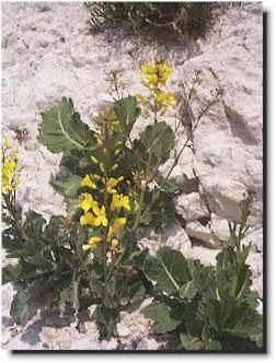 Dobór sztuczny Brassica oleracea var.