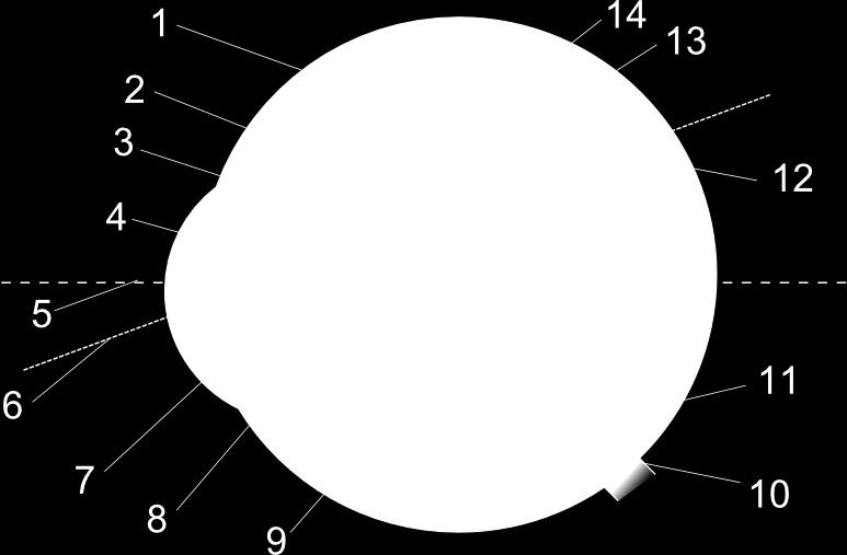 naczyniówka 10 - nerw wzrokowy 11 - plamka ślepa 12 - dołek środkowy
