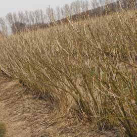 33 oraz TOP 30 HORTI dawkowanie w zależności od