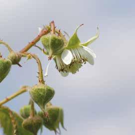 30 HORTI * FERTIACTYL STARTER Ekstra 33 * TOP 30 HORTI