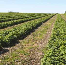 oraz TOP 30 HORTI dawkowanie w zależności od zasobności gleby i