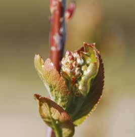 stosować MAGNUM w dawce 5 l/ha DOJRZEWANIE