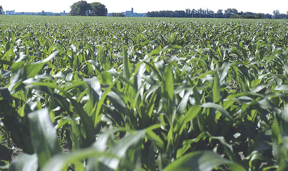 przetwarza energię słoneczną w masę roślinną; posiada naturalną zdolność do przetwarzania dużej ilości składników mineralnych w plon i wartościowe składniki odżywcze; ma duże dobowe