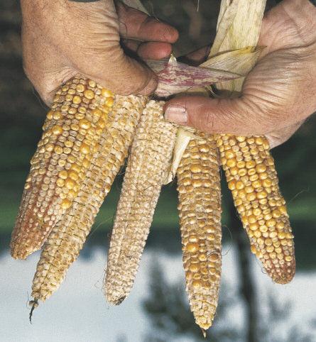 Dolistne nawożenie borem i manganem wykorzystanie rezerw plonu 9 Bor i mangan odgrywają ważną rolę w rozwoju kukurydzy Zapamiętaj!