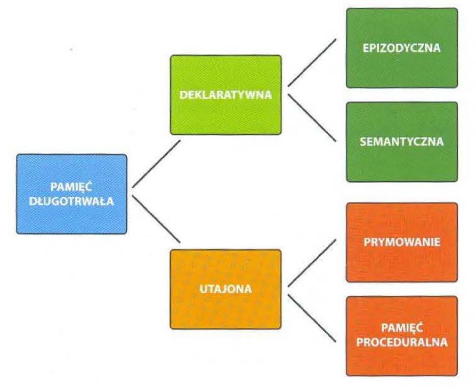 struktura pamięci długotrwałej model