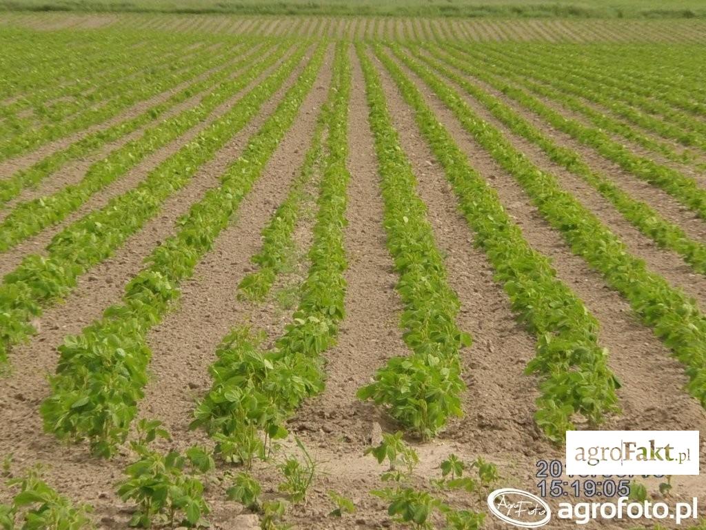 .pl Odmiany soi znacznie różnią się plennością, długością wegetacji i wymaganiami. (fot. AgroFoto.pl, użytkownik: Matiz413) Gdzie kupić dobry materiał siewny?